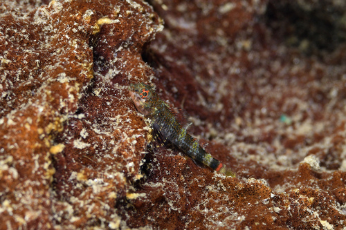 Redbelly triplefin (Enneanectes jordani) — Tripterygiidae