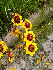 Coreopsis tinctoria