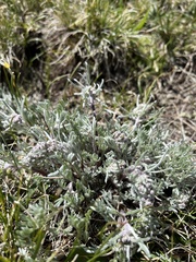 Artemisia borealis