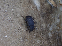 Boletoglyphus boletophagi