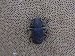 Boletoglyphus boletophagi
