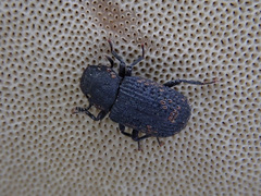 Boletoglyphus boletophagi