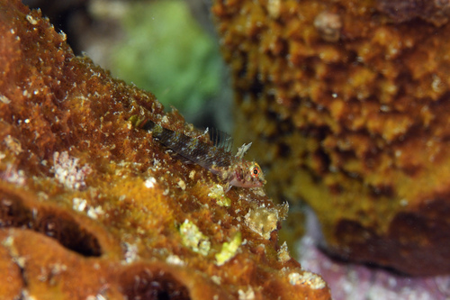 Redbelly triplefin (Enneanectes jordani) — Tripterygiidae — 3