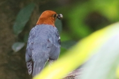 Geokichla citrina