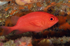 Plectrypops retrospinis