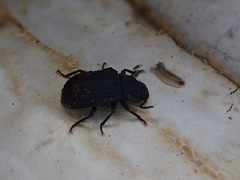 Boletoglyphus boletophagi