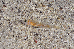 Coryphopterus eidolon