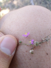 Spergularia purpurea
