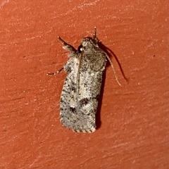 Acrolophus parvipalpus