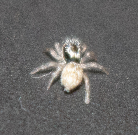 Zebra jumping spider