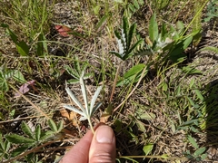Potentilla pulcherrima