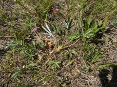 Potentilla pulcherrima
