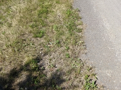 Potentilla pulcherrima