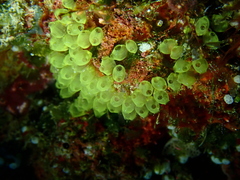 Perophora modificata