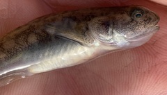 Gillichthys mirabilis