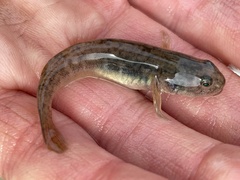 Gillichthys mirabilis