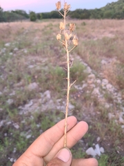 Camassia angusta