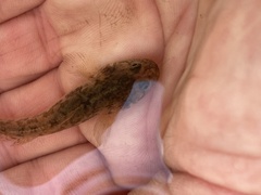 Gillichthys mirabilis