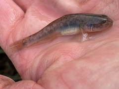 Gillichthys mirabilis
