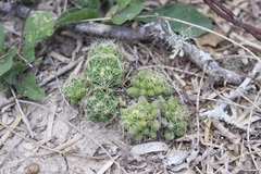 Mammillaria sphaerica