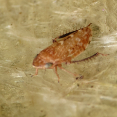 Anoscopus albifrons