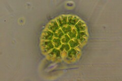 Pseudopediastrum boryanum