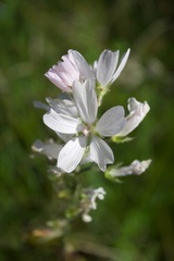 Sidalcea campestris