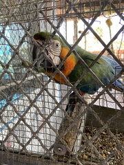 Ara ararauna × macao