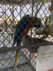 Ara ararauna × macao