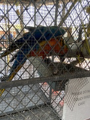 Ara ararauna × macao