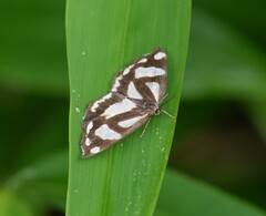 Psychostrophia melanargia