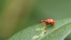 Apoderinae
