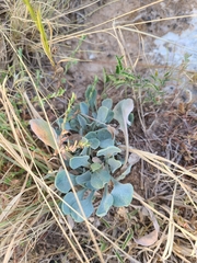 Physaria ovalifolia alba