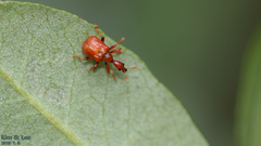 Apoderinae