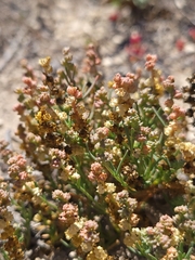Oligomeris linifolia