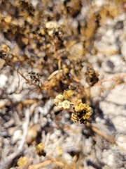 Oligomeris linifolia