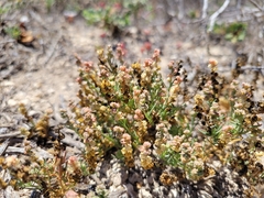 Oligomeris linifolia