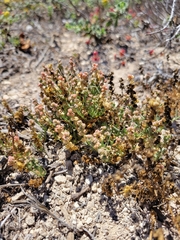 Oligomeris linifolia