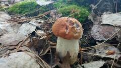 Leccinum vulpinum