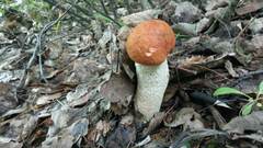 Leccinum vulpinum