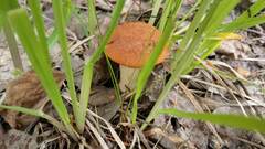 Leccinum vulpinum