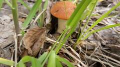 Leccinum vulpinum