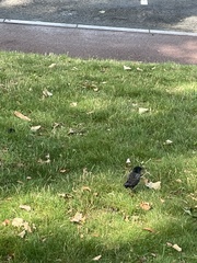 Sturnus vulgaris