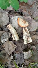 Leccinum vulpinum