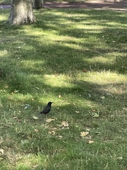 Sturnus vulgaris