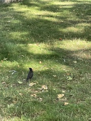 Sturnus vulgaris