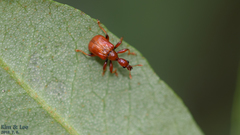 Apoderinae