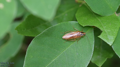 Blattella nipponica