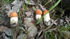 Leccinum vulpinum