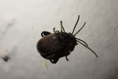 Pachymerus nucleorum